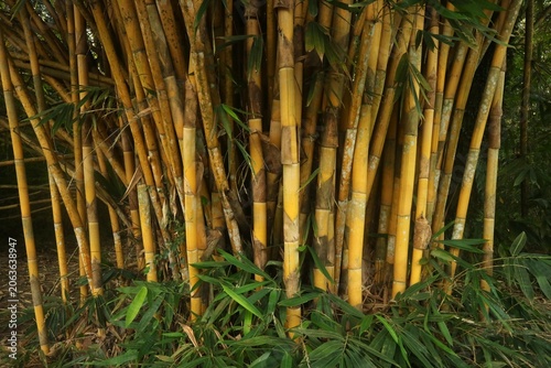 Golden Bamboo Stems Form a Dense and Vibrant Tropical Forest Grove Providing a Natural Abstract Texture Background for Sustainable Eco Designs