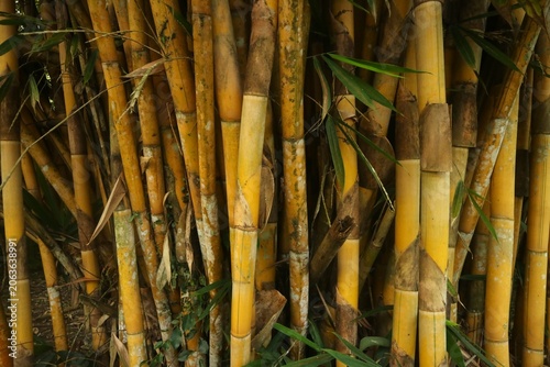 Close-up of tall golden bamboo stalks and green leaves in a lush, natural setting, showcasing the vibrant colors and textures of the bamboo forest