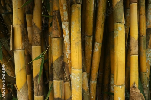 Close-up view of a dense bamboo grove, highlighting the natural beauty and texture of the golden-yellow bamboo stalks, creating a tranquil and earthy atmosphere