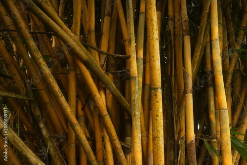 A dense cluster of golden yellow bamboo stalks growing in a lush tropical forest creating a natural organic vertical background texture