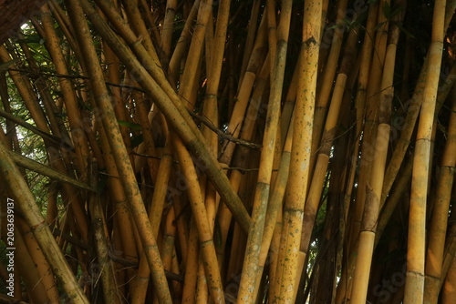 Close-up view of a dense thicket of golden bamboo stalks with rough texture, showcasing natural patterns and a warm, earthy color palette, hinting at tropical environments