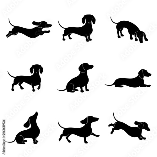 Dachshund Running and Standing Poses Vector Silhouettes illustration