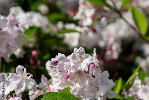 Shrub with beautiful white and pink full flowers Deutzia