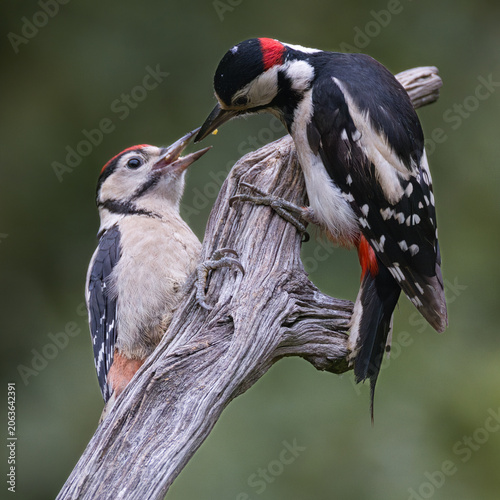 Φωτογραφία An intimate wildlife shot of an adult great spotted woodpecker, Dendrocopos majo