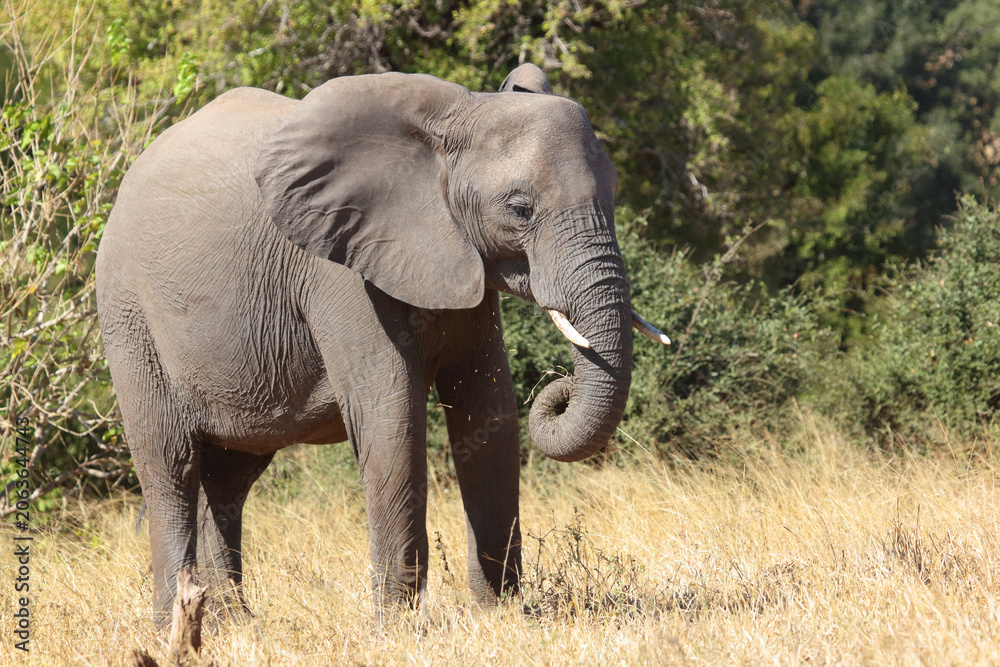 Fototapeta premium Afrikanischer Elefant / African elephant / Loxodonta africana
