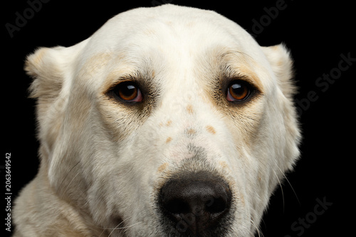 Close-up Portrait of Central Asian Shepherd or Alabai, White Dog on Isolated Black Background