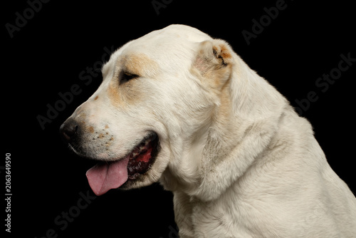 Close-up Portrait of Central Asian Shepherd or Alabai, White Dog on Isolated Black Background