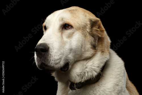 Close-up Portrait of Central Asian Shepherd or Alabai, White Dog on Isolated Black Background