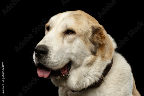 Close-up Portrait of Central Asian Shepherd or Alabai, White Dog on Isolated Black Background