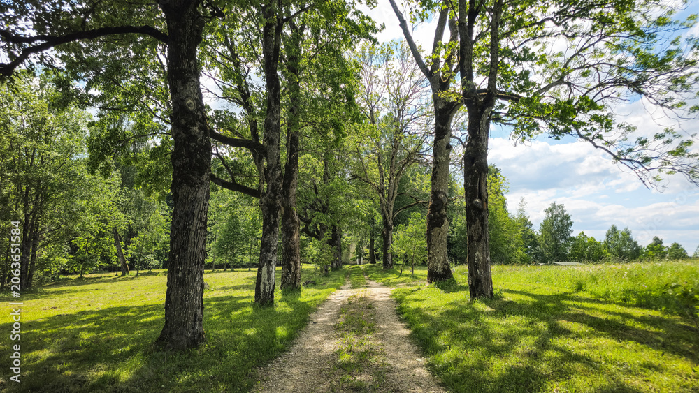 Fototapeta premium Sunlit Path Under A Leafy Canopy