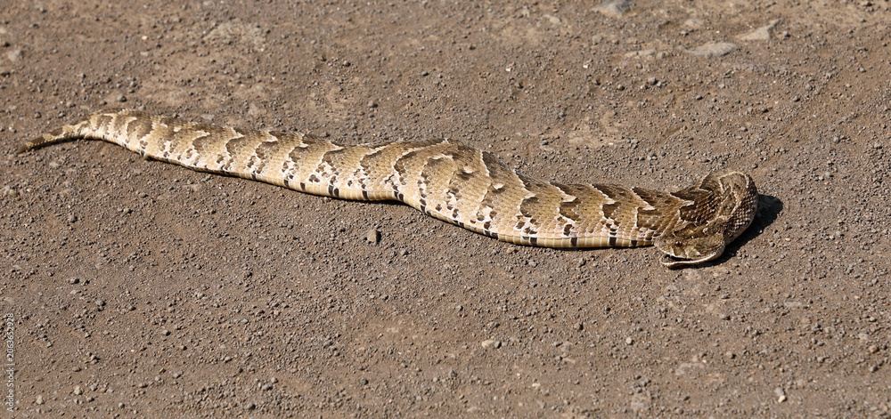 Obraz premium Puffotter / Puff adder / Bitis arietans arietans