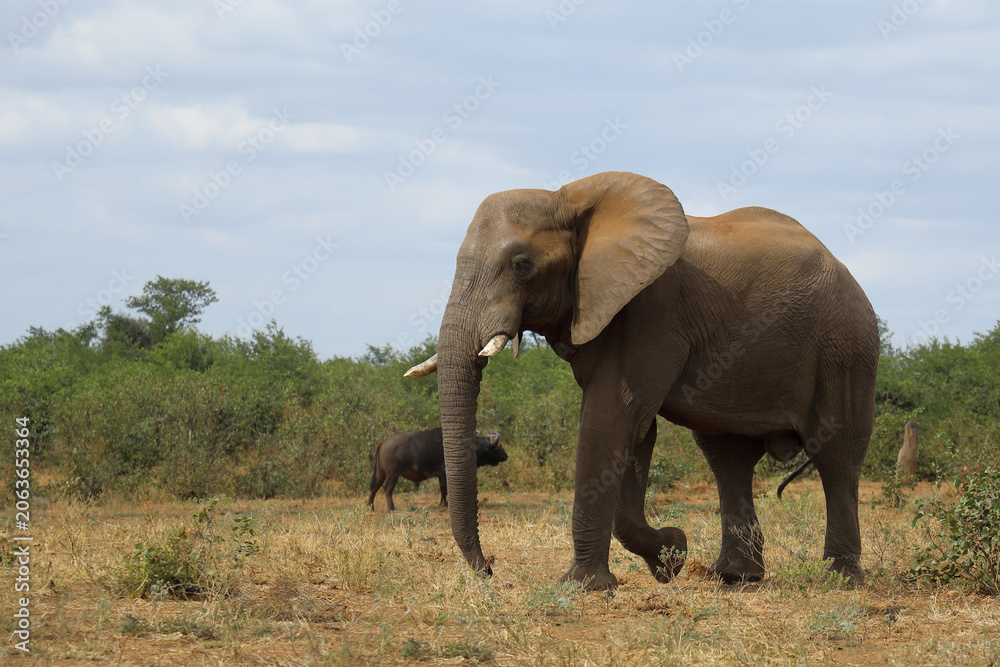 Fototapeta premium Afrikanischer Elefant / African elephant / Loxodonta africana