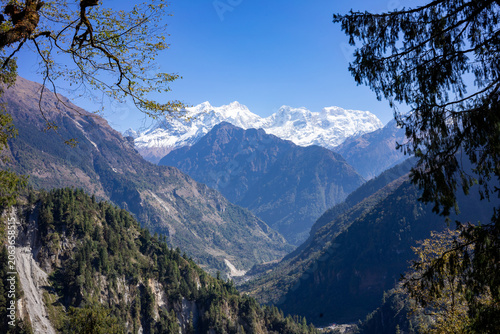Snow-capped Himalayan peaks rise above a deep river valley framed by pine tree branches in the Annapurna region of Nepal.