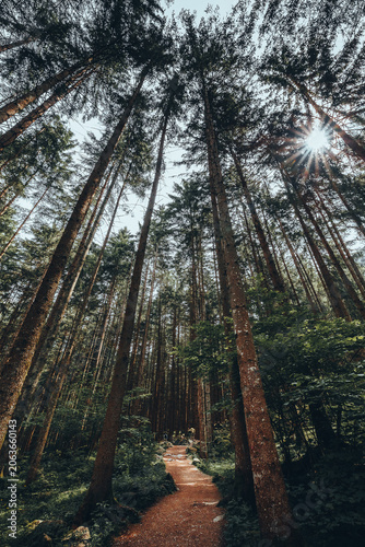 08 June 2024: View of tall coniferous trees and a winding dirt path in a dense forest with sunlight filtering through the canopy.