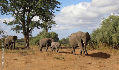 Photography Afrikanischer Elefant / African elephant / Loxodonta africana