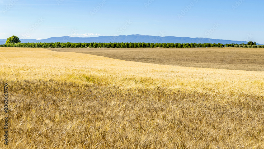 Fototapeta premium Champ de blé dans les Alpes de Haute-Provence