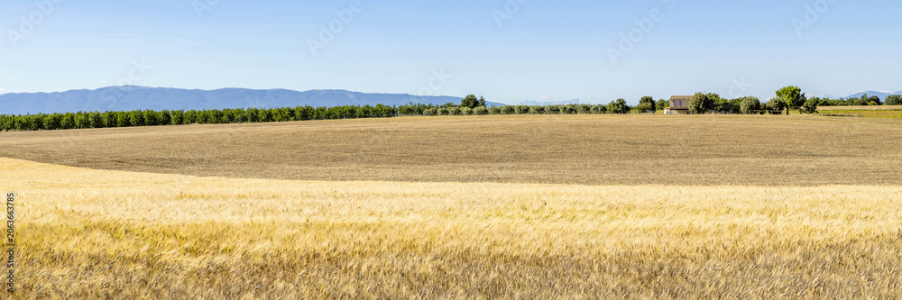 Fototapeta premium Champ de blé dans les Alpes de Haute-Provence