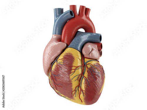 A Detailed Anatomical Model of the Human Heart Showing its Complex Structures and Blood Vessels in Vibrant Colors, Isolated on a White Background