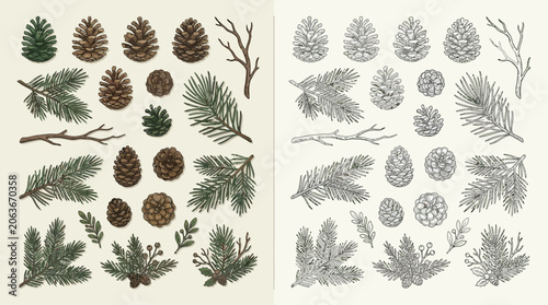 Foto Collection of Hand-Drawn Pine Cones and Evergreen Branches in Color and Monochrome