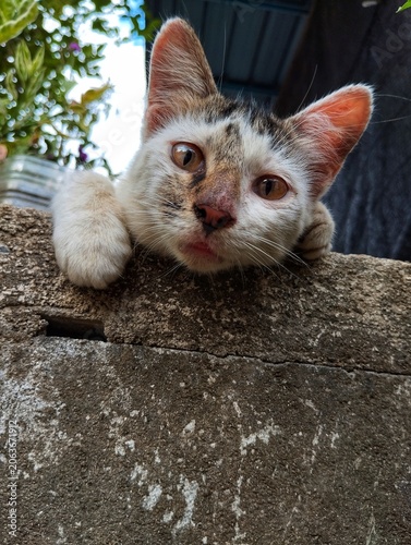 Playful cat playing in the garden.