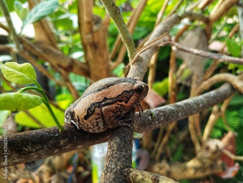 Banded bullfrog (Kaloula pulchra) also commonly known as a chubby frog or Asian painted frog. 
