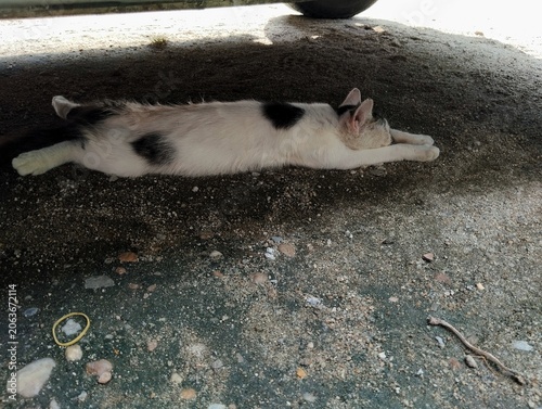 Cat lying on the ground 
