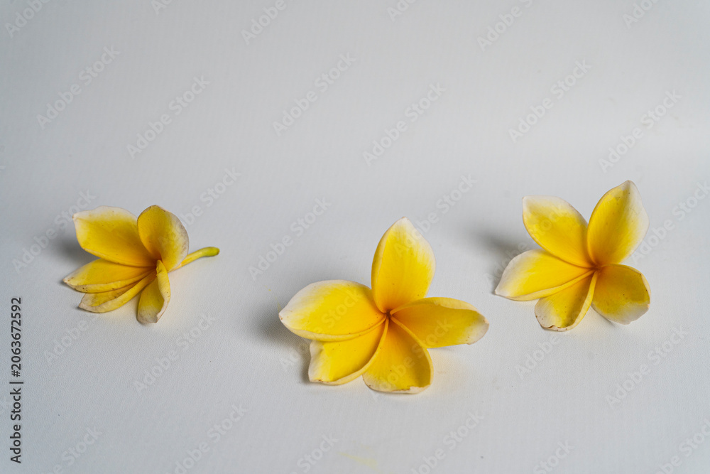 Fototapeta premium three frangipani flowers