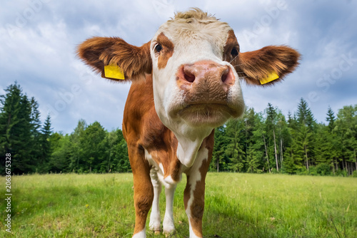 Fotografie Close-up portrait of a curious young cow looking directly into the camera on a green pasture