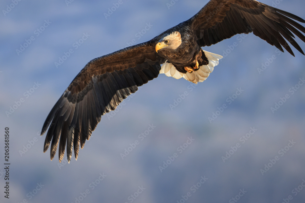 Fototapeta premium Adult white tailed eagle flying in the blue sky Beautiful sea eagle with yellow beak and clean white tail feathers close up wildlife