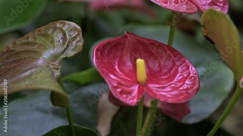 close-up of the red vivid flower Anthurium Andre or male happiness