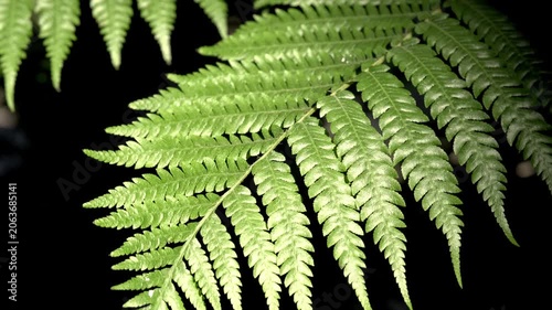Close-up of the leaves of the fern rich color
