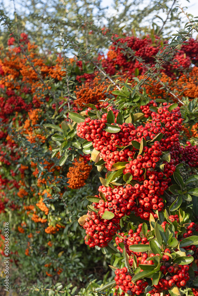 Fototapeta premium Baies de Pyracantha 