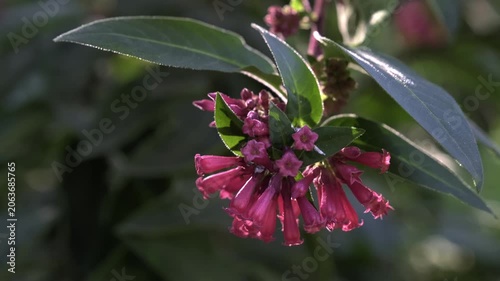 Close-up of vibrant pink Cestrum elegans flowers blooming in a sunny garden.