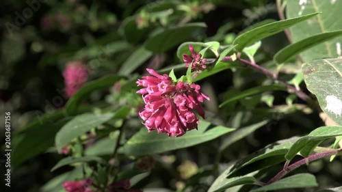 Close-up of vibrant pink Cestrum elegans flowers blooming in a sunny garden.