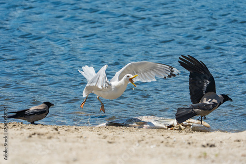An aggressive seagull (Herring Gull) with its beak wide open is swooping in to chase away two hooded crows from a large dead fish carcass.