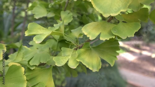 Close-up of Ginkgo Biloba leaves moving gently in the wind