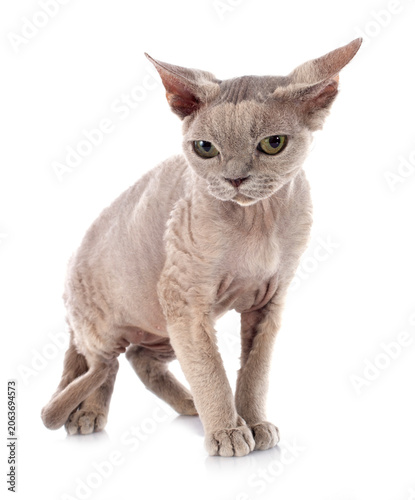 Fotografi devon rex