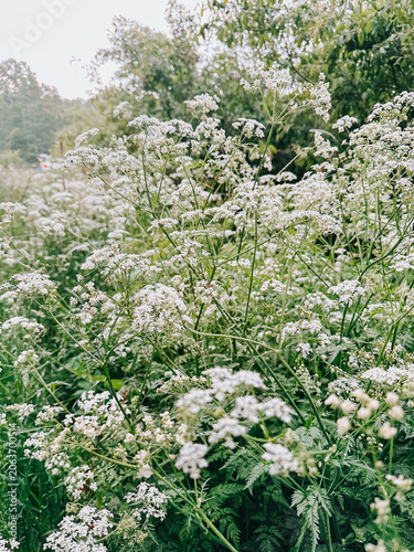 Wild White Cow Parsley Flowers in Summer Meadow with Soft Sunlight