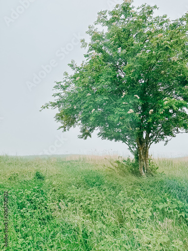 Solitary Green Tree in Misty Meadow Landscape with Copy Space