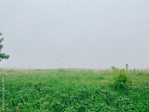 Foggy Meadow Landscape with Green Grass and Misty Horizon