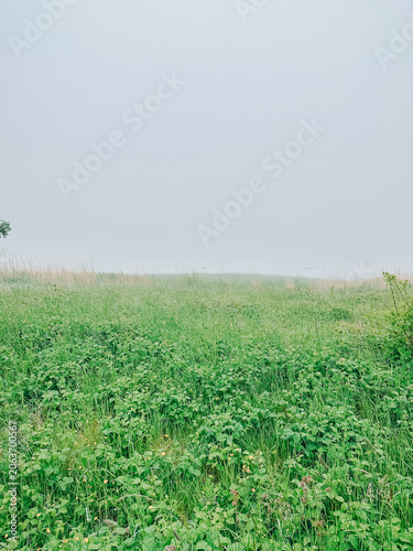 Misty Green Meadow Landscape with Copy Space and Soft Horizon