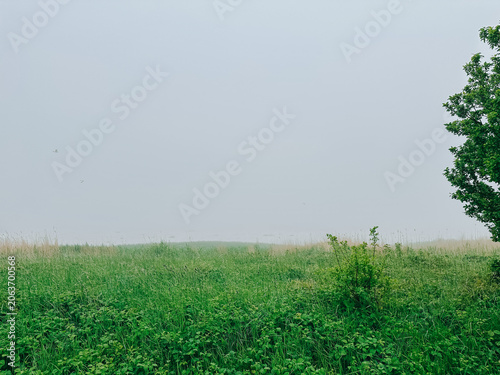 Misty Green Meadow with Tree and Foggy Horizon Landscape