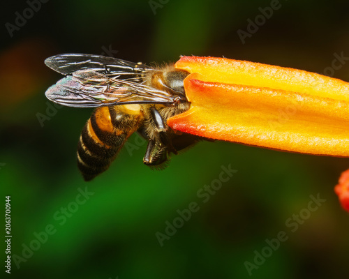 Honey bee collecting nectar from an orange flower in a vibrant garden macro scene