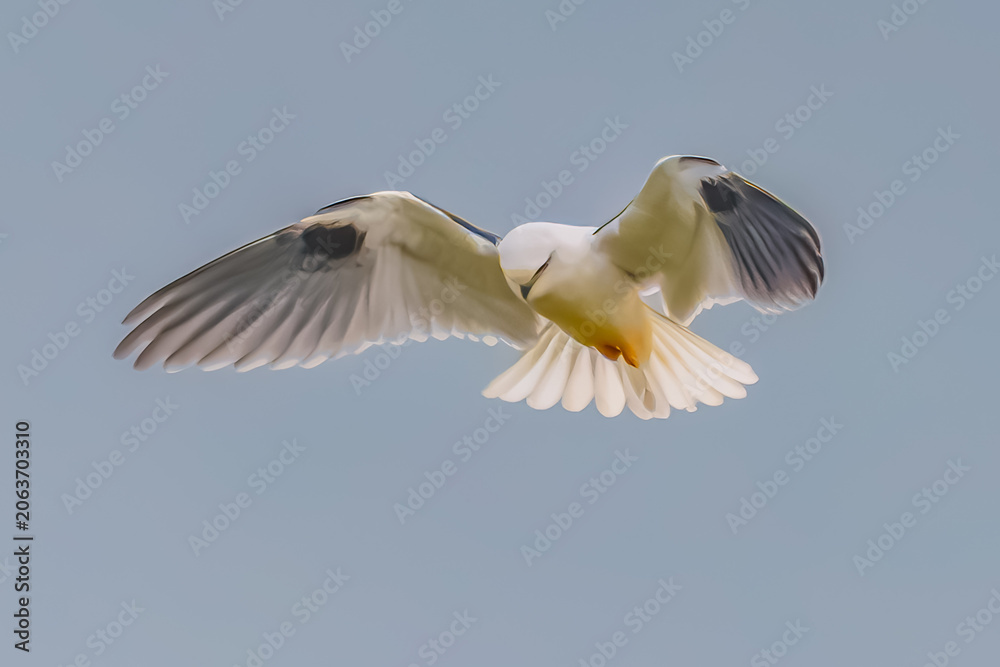 Obraz premium Black-shouldered Kite searching for prey in the overcast sky