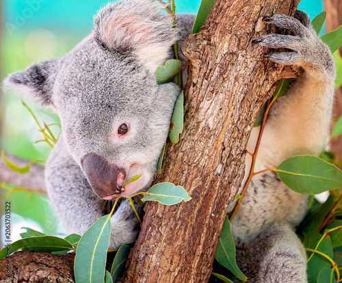Photography An Australian Koala Eating Leaves