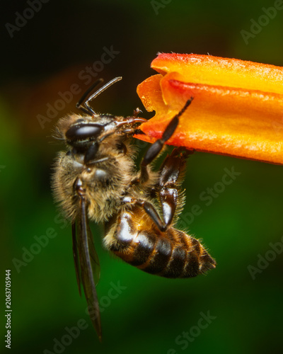 Honey bee feeding on vibrant orange flower in tropical garden with soft green bokeh background