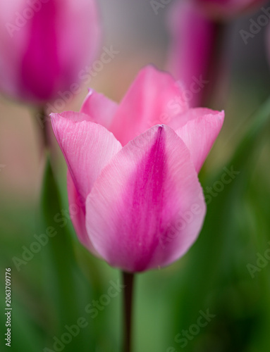 Tulips in vivid colors. Bud tulips in springtime. Floral spring landscape. Natural tulip blossom field. Tulips in floral background. Bright spring tulips scene. Tulip pattern for design.