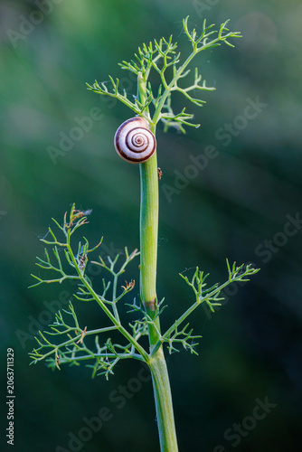 Striped snail shell on a shoot of the fennel plant. Cepaea nemoralis.