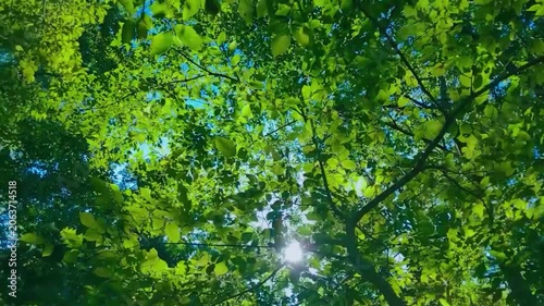 森の葉　太陽光