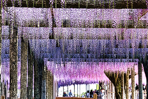 Tableau sur toile 5月初旬前後に見頃を迎える紫色や白色の「藤」の花は、蝶のような形の小さな花をたくさん咲かせます